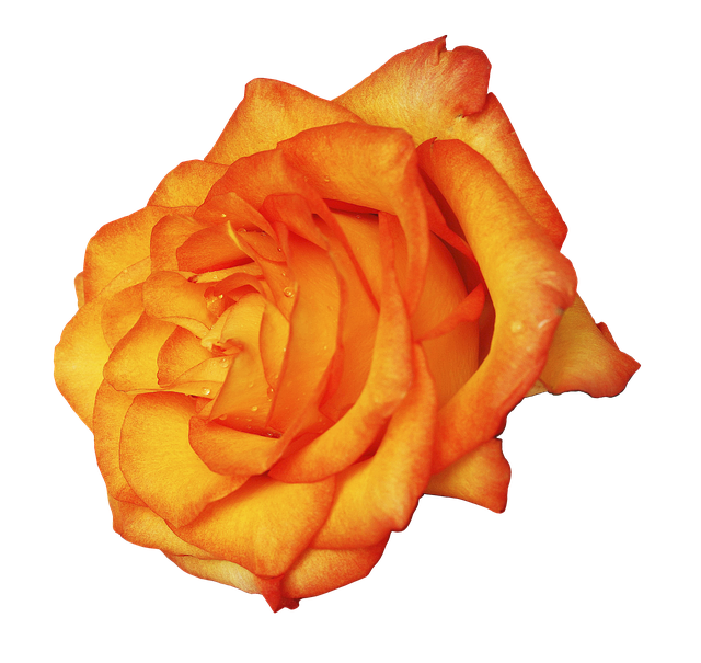 Free rose noble rose rose blossom illustration