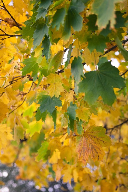 Free Autumn Fall photo and picture