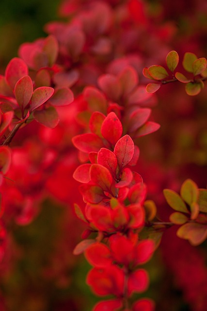 Free Autumn Fall photo and picture