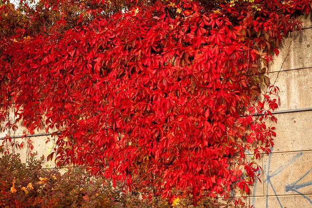 Free Autumn Fall photo and picture