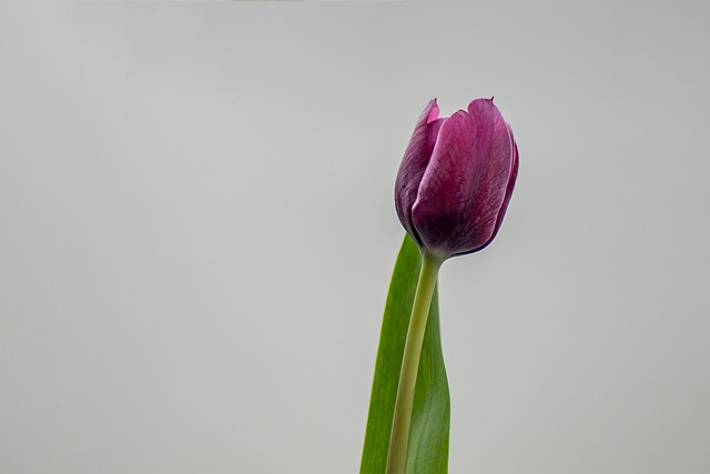 Tulipán, Kvetinová Tapeta