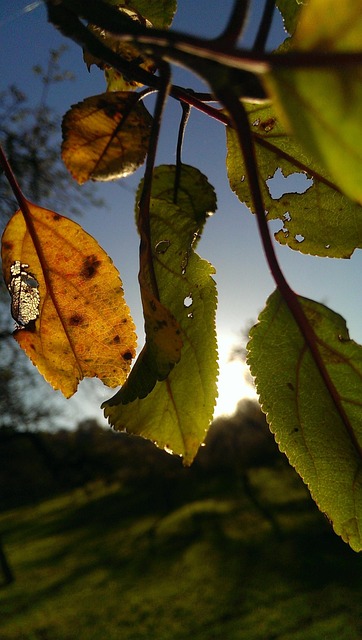 Fall Backlighting Leaf - Free photo on Pixabay - Pixabay
