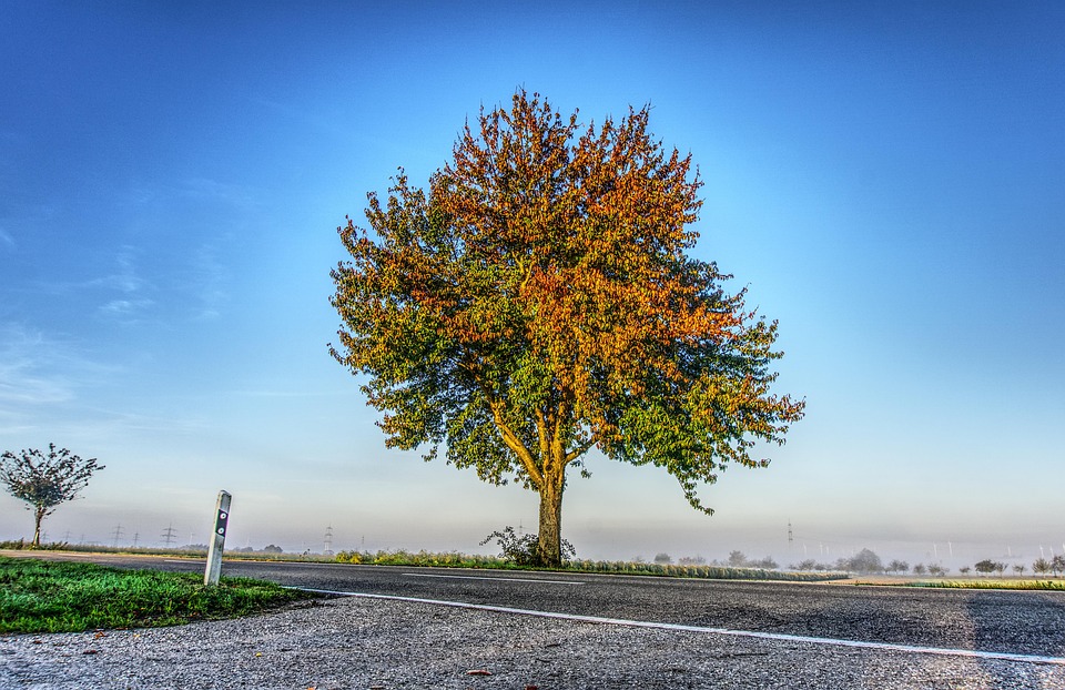 free tree images