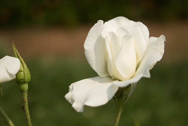 Floare, Flori Fundal, Trandafirul Alb
