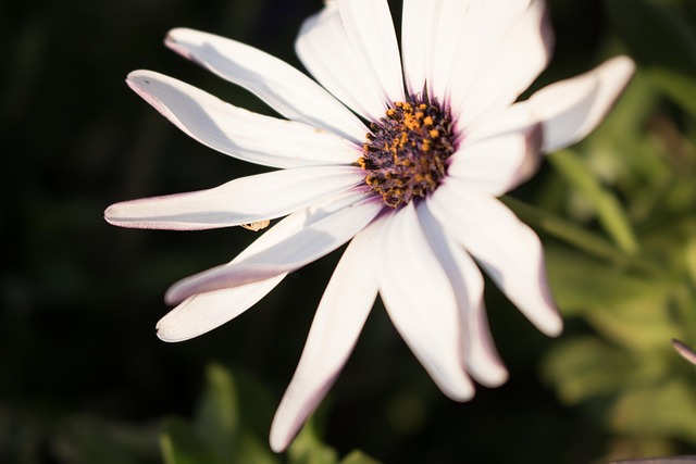 Floare, Natura, Alb, Floare Albă