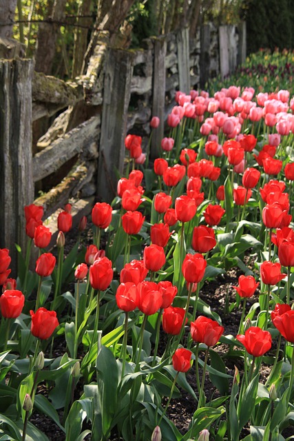 Free Tulips Fence photo and picture