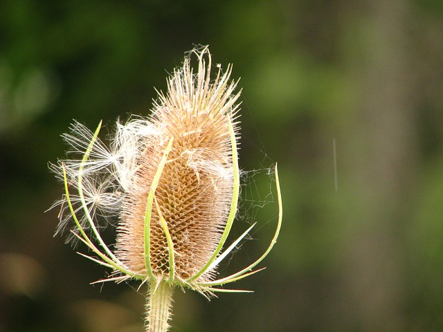 Free Weed Seeds photo and picture