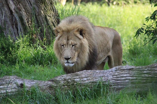 Free Lion Zoo photo and picture