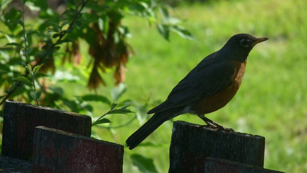 Free Robin On A Fence Bird photo and picture