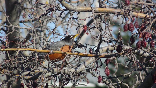 Free Robin Eating Berries Nature photo and picture