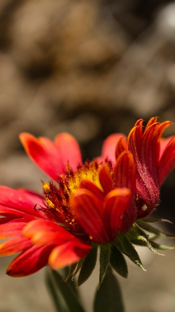 Free Flower Red photo and picture