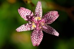 spurge, griffith's spurge, euphorbia griffithii