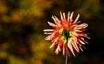 dahlia, back, flower