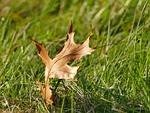 autumn, nature, leaf
