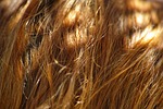 hair, texture, abstract