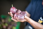 taiwan, farmer, passion fruit