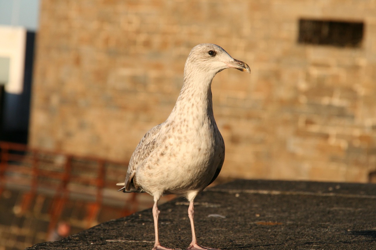 Simulation artificielle d'oiseau de mouette, oiseau en plumes