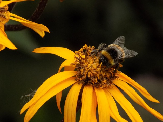 Free Inverness Botanic Gardens photo and picture