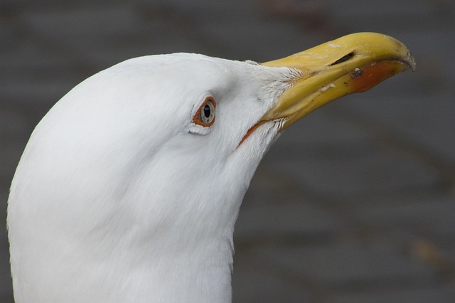 Free Nature Seagull photo and picture