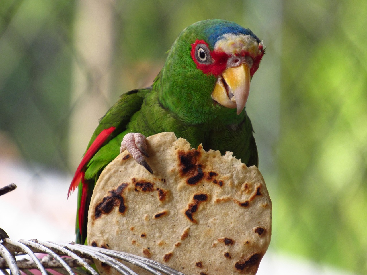 Parrot Tortilla Free photo on Pixabay Pixabay