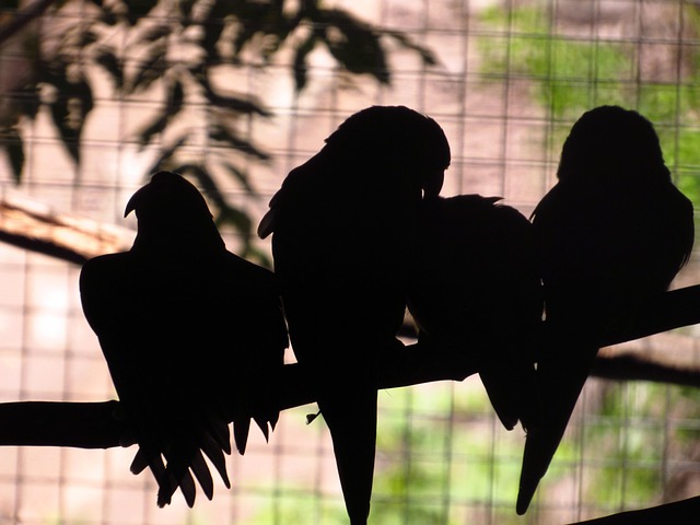 Free Parrots Silhouette photo and picture