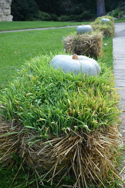 Kürbis, Herbst, Stroh, Gras