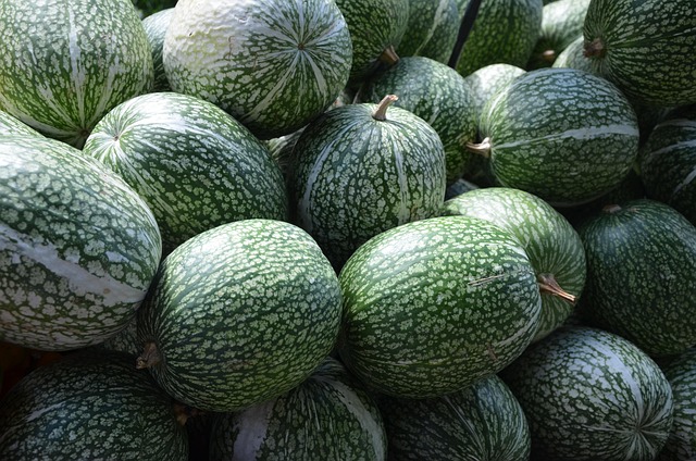 Kürbis, Grün, Herbst, Kürbisart, Natur