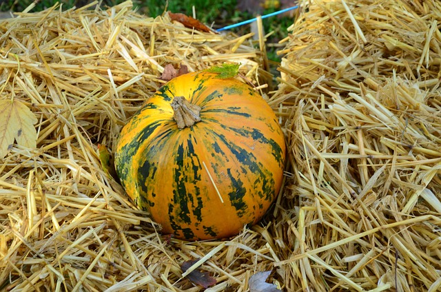 Kürbis, Strohbett, Orange, Grün, Herbst