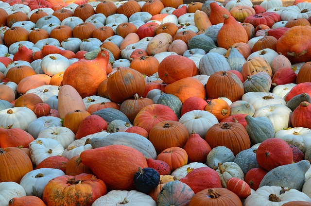 Kürbis, Orange, Weiß, Herbst, Dekoration