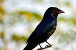 black bird, small bird, rusty grackle