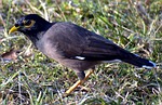 myna, common myna, mynah