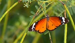 butterfly, pierid, lepidoptera