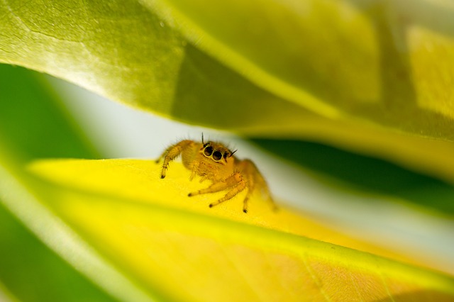 Amarelo, Aranha, Natureza