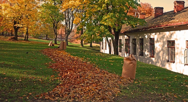 Free Cleaning Leaves photo and picture
