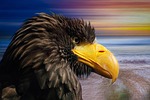 white tailed eagle, bird of prey, raptor
