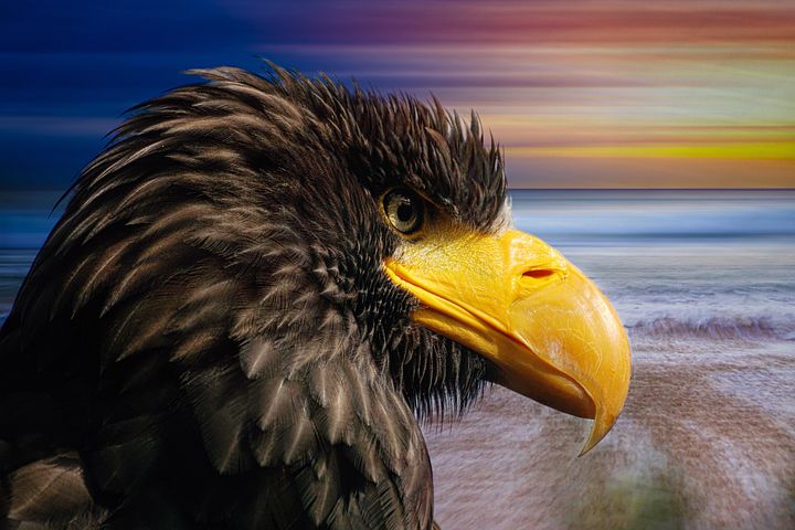 400+ Free Feather Background & Feather Images - Pixabay