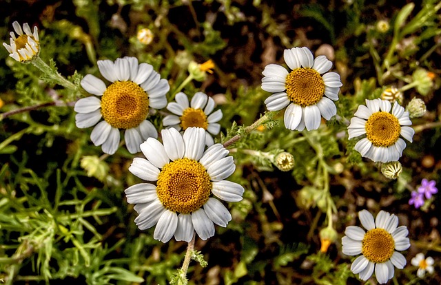 Naturaleza, Flores Silvestres, Plantas
