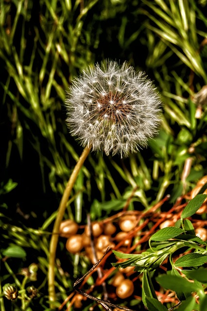 Naturaleza, Vilano, Macro, Planta