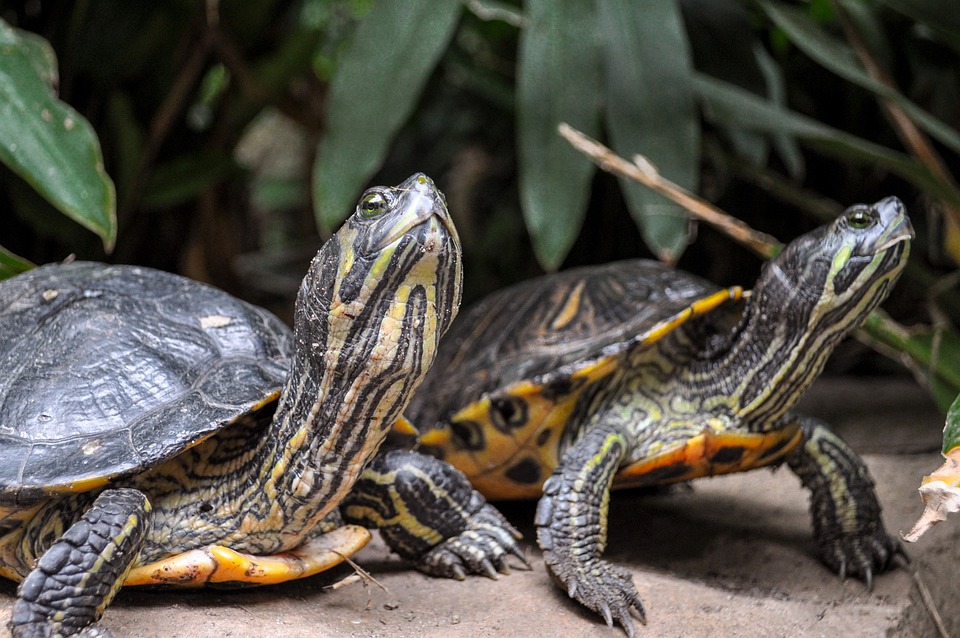 Turtle, Panzer, Water Turtle, Reptile, On The Water