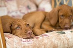 dog, šťeňa, the hungarian vyžla