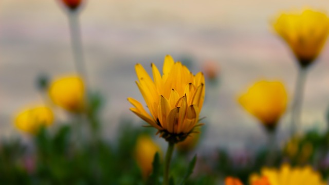 Free Flower Macro photo and picture