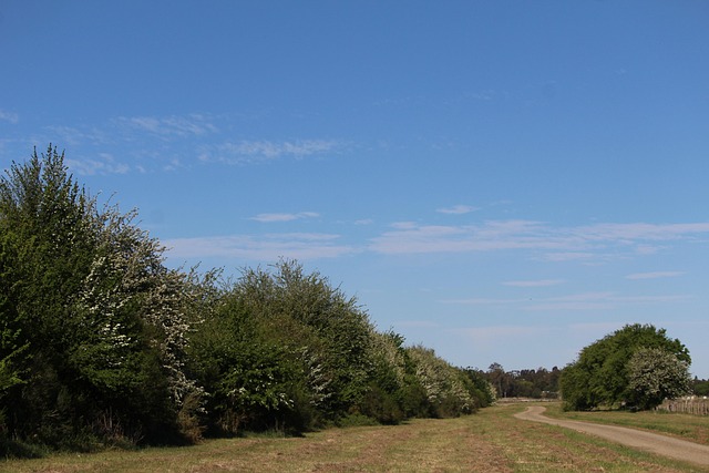 Weg, Spoor, Grind, Pad, Bomen, Laan