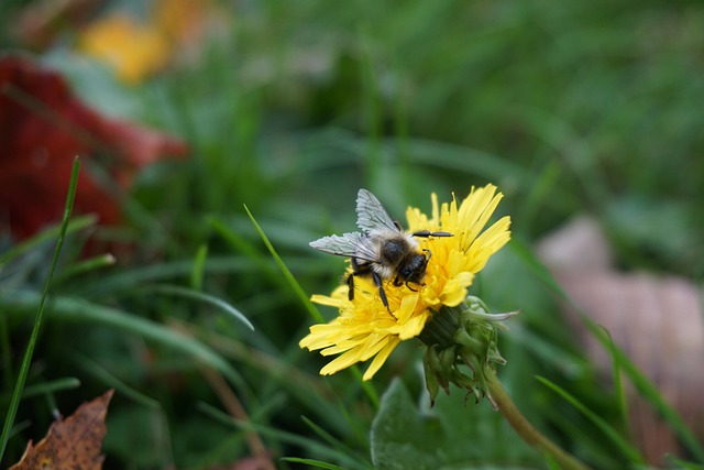 Free Bee Flower photo and picture