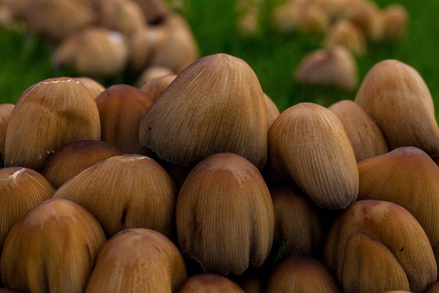 Free Mushrooms Autumn photo and picture