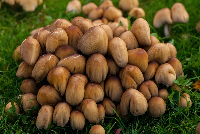 Free Mushrooms Autumn photo and picture