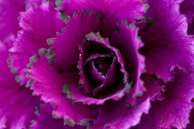 Free Autumn Cabbage Flower photo and picture