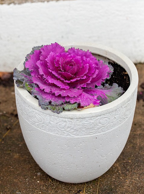 Free Cabbage Flower Pot photo and picture