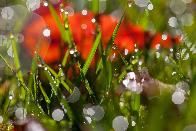 Free Grass Water Drops photo and picture
