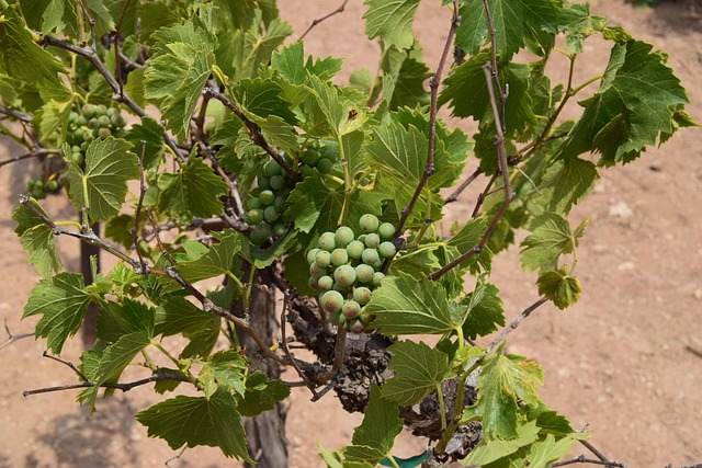 Free Grapes Vineyard photo and picture