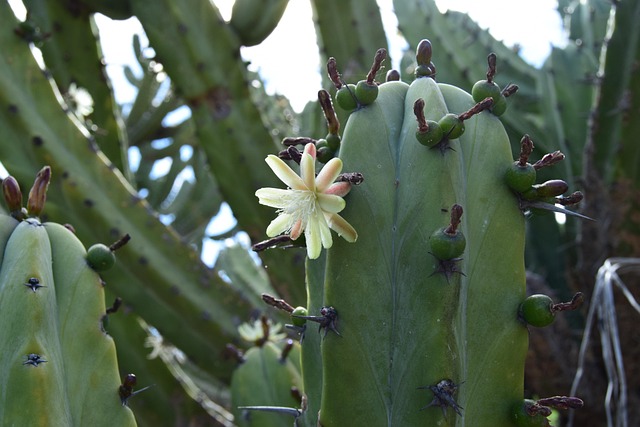 Free Cactus Flower photo and picture